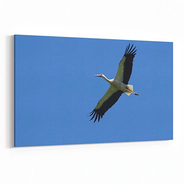 olla.market Kanvas Tablo