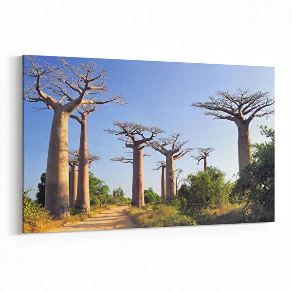 olla.market Kanvas Tablo