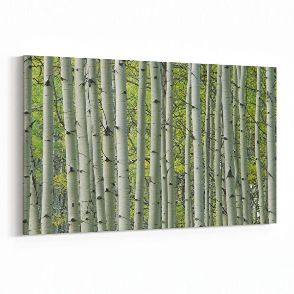 olla.market Kanvas Tablo