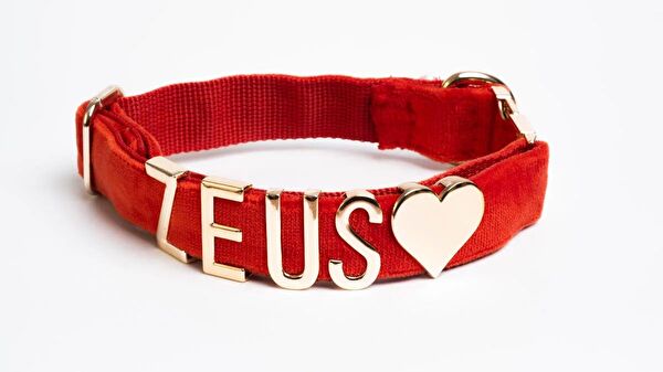 Pawsim Köpek Tasmaları