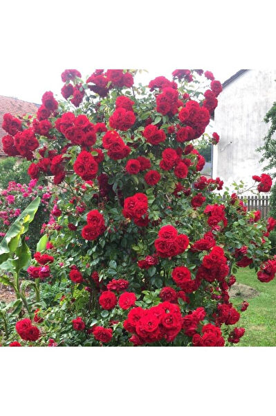 Mimoza Bitki Market İç Mekan Bitkileri