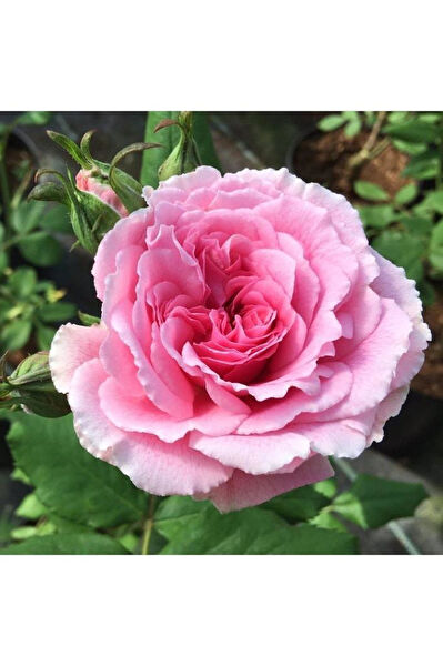 Mimoza Bitki Market İç Mekan Bitkileri