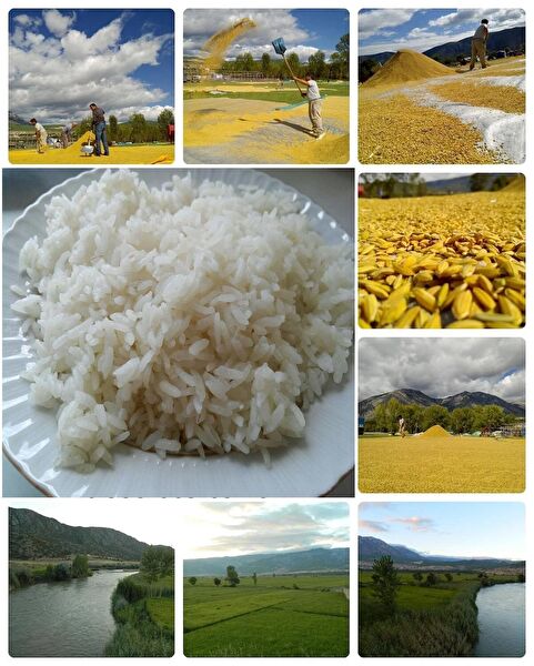 Dökme Ürünler Bakliyat