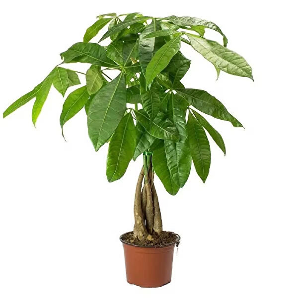 Fidan Sepetim Teraryum, Teraryum Aksesuarları