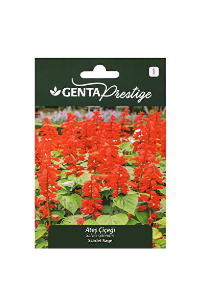 Genta Prestige Tohum