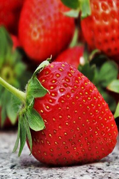 Rüzgar Botanik Fidan