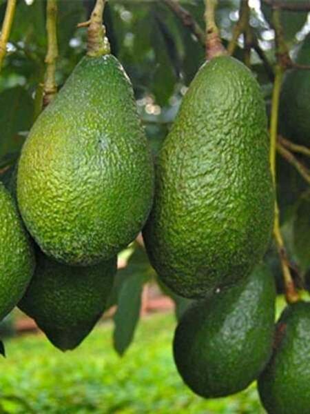 Rüzgar Botanik Fidan