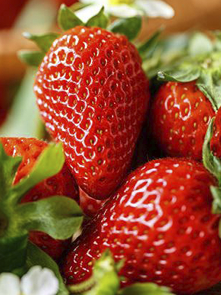 Rüzgar Botanik Fidan