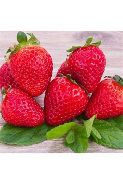 Rüzgar Botanik Fidan