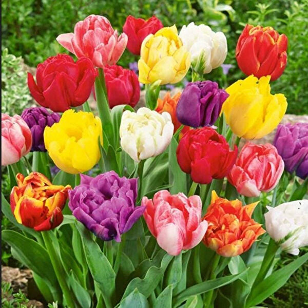 e-fidancim İç Mekan Bitkileri