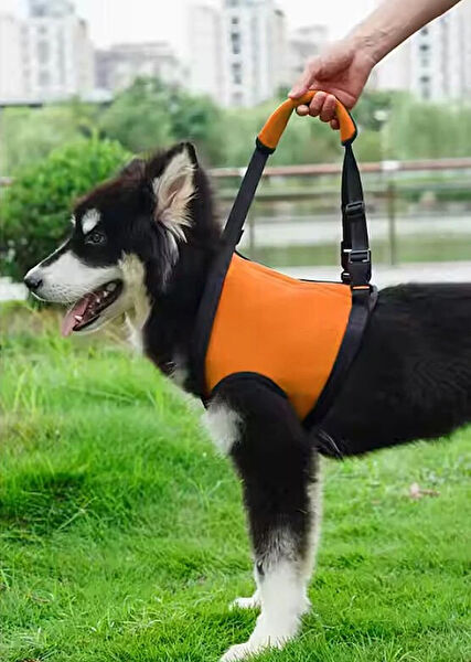 Petza Köpek Tasmaları