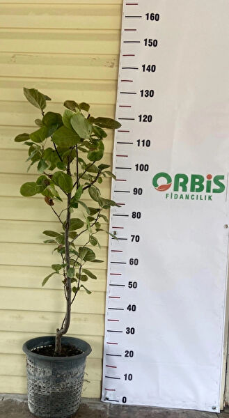 Orbis Fidancılık Fidan