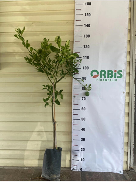 Orbis Fidancılık Fidan