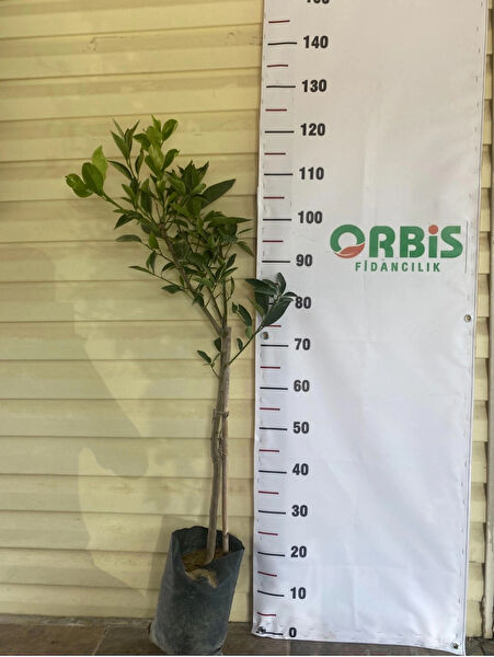 Orbis Fidancılık Fidan