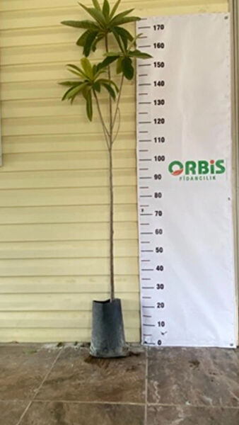 Orbis Fidancılık Fidan