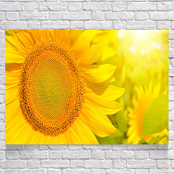 Reysa Tasarım Poster, Afiş