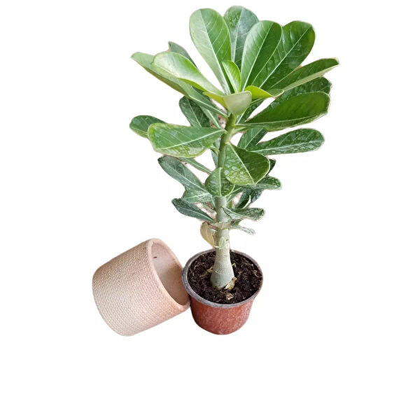 Reyon Bahçe İç Mekan Bitkileri