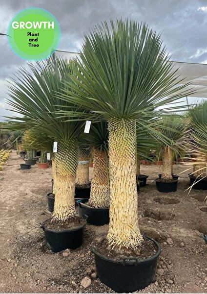 GROWTHPLANTTREE Fidan