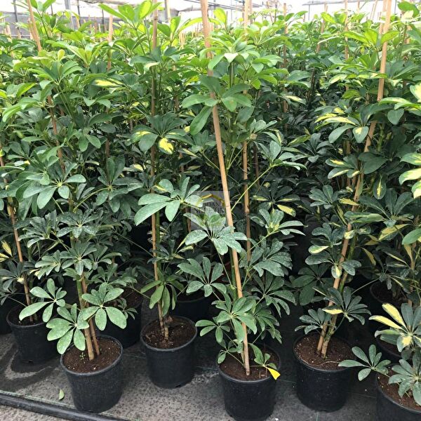 Fidan Sepetim Teraryum, Teraryum Aksesuarları