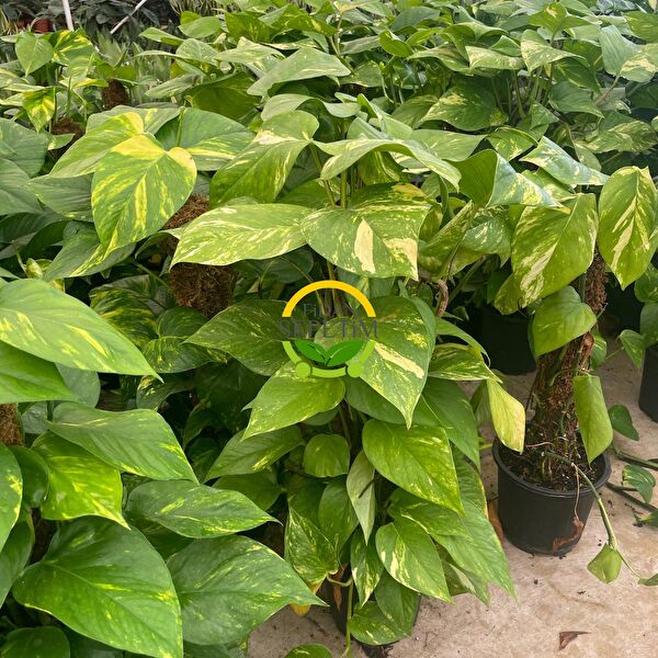 Fidan Sepetim Teraryum, Teraryum Aksesuarları