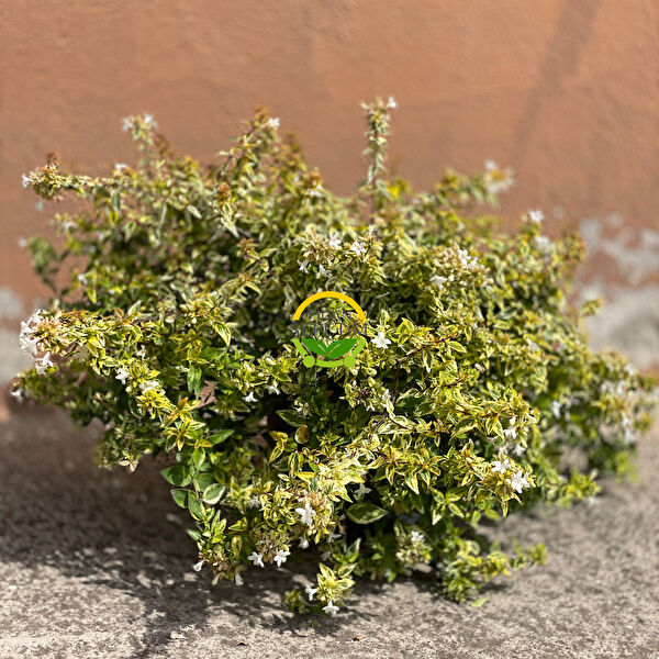 Fidan Sepetim Teraryum, Teraryum Aksesuarları