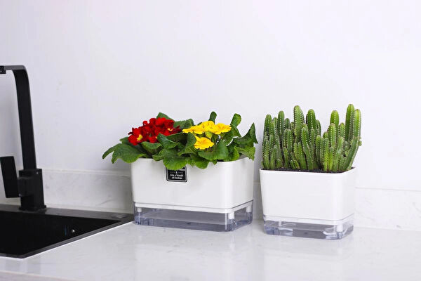 Saksıdan Sofraya Saksı