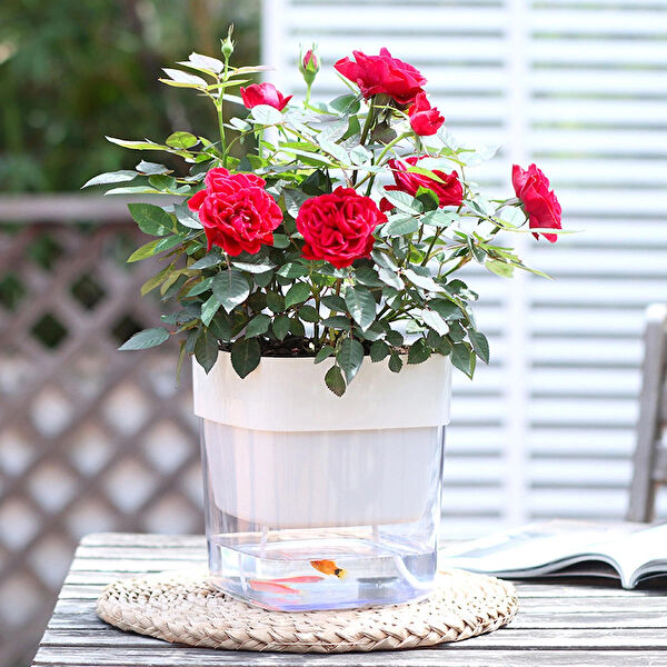 Saksıdan Sofraya Saksı