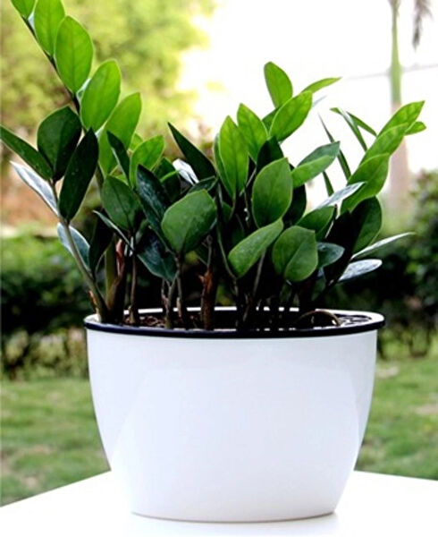 Saksıdan Sofraya Saksı