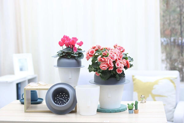 Saksıdan Sofraya Saksı