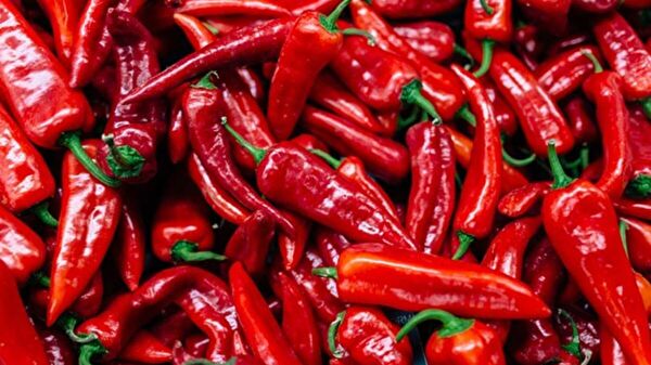 Karahasanoğlu Tarım Tohum