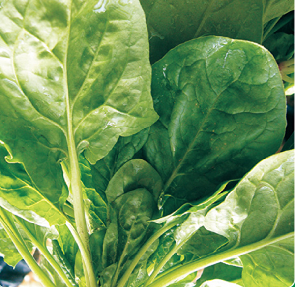 Karahasanoğlu Tarım Tohum