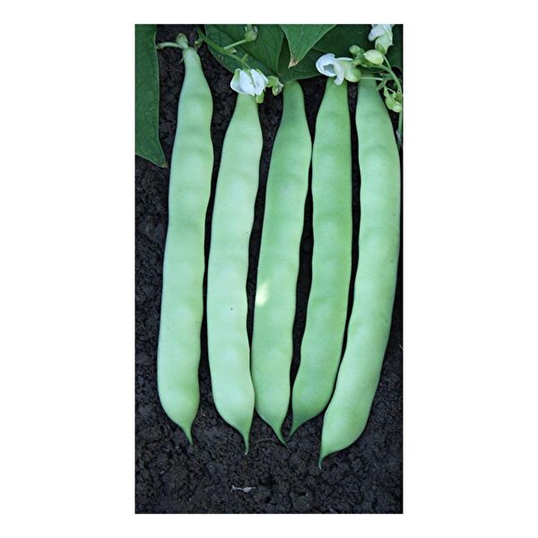 Karahasanoğlu Tarım Tohum