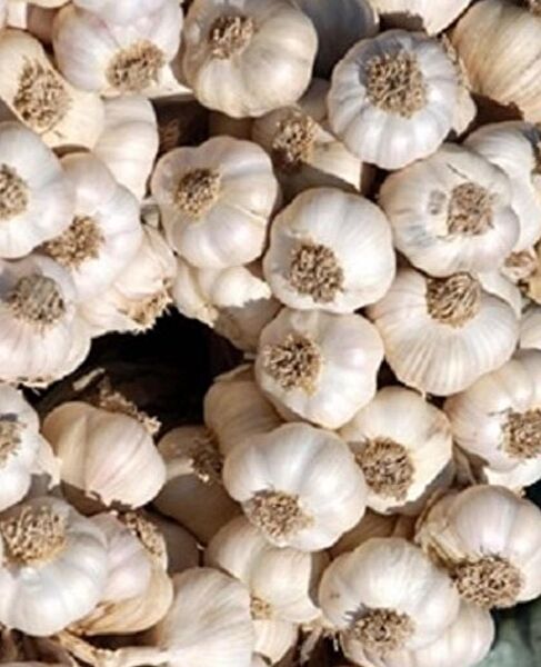 Karahasanoğlu Tarım Tohum