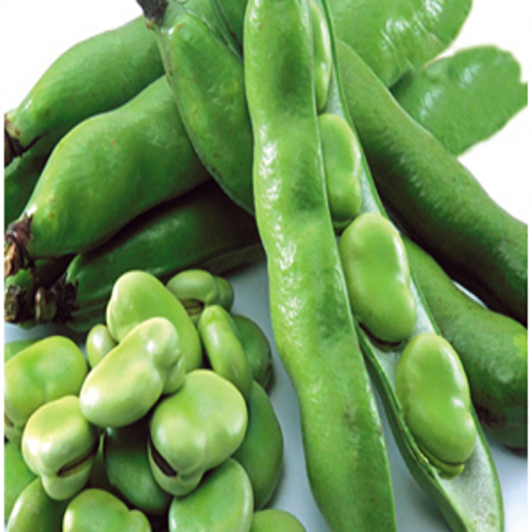 Karahasanoğlu Tarım Tohum