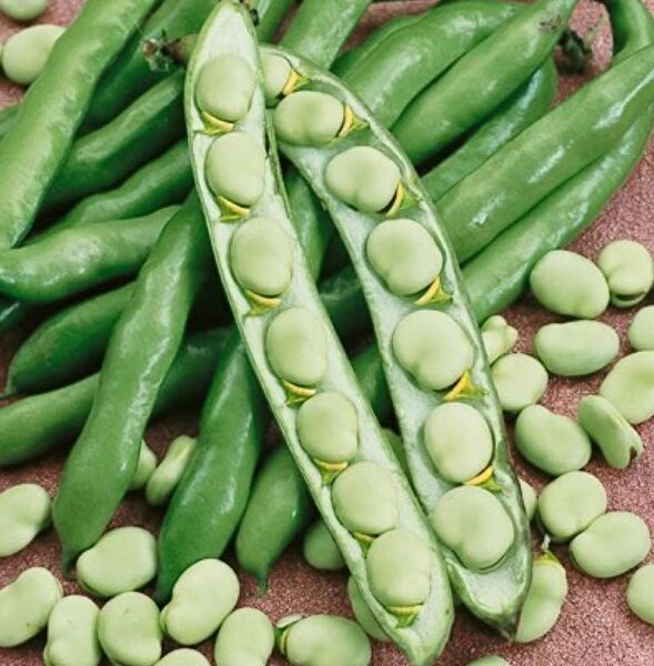 Karahasanoğlu Tarım Tohum