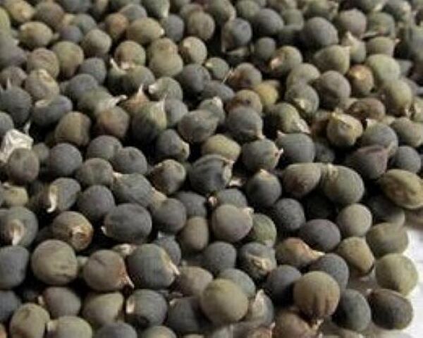 Karahasanoğlu Tarım Tohum