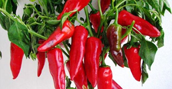 Karahasanoğlu Tarım Tohum