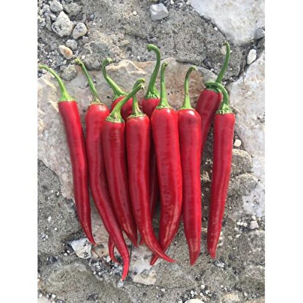 Karahasanoğlu Tarım Tohum