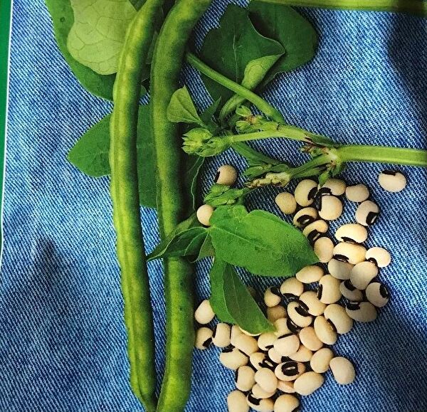 Karahasanoğlu Tarım Tohum