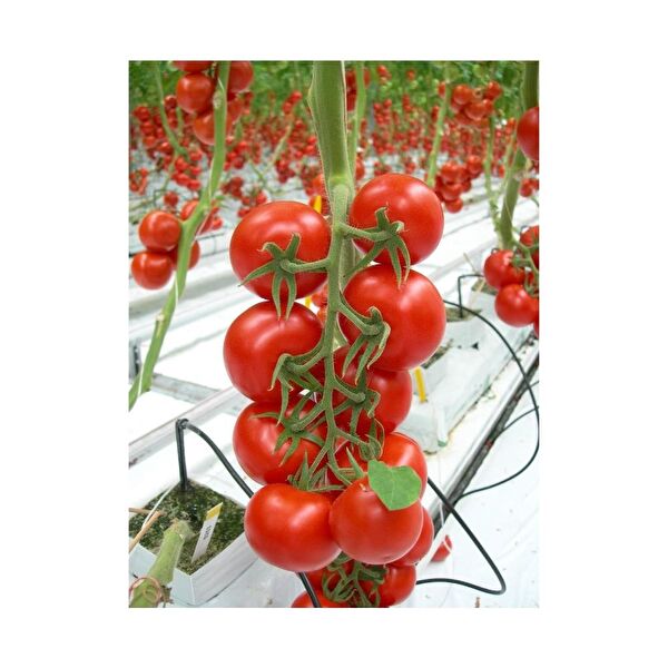 Karahasanoğlu Tarım Tohum