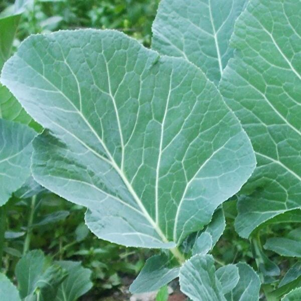 Karahasanoğlu Tarım Tohum