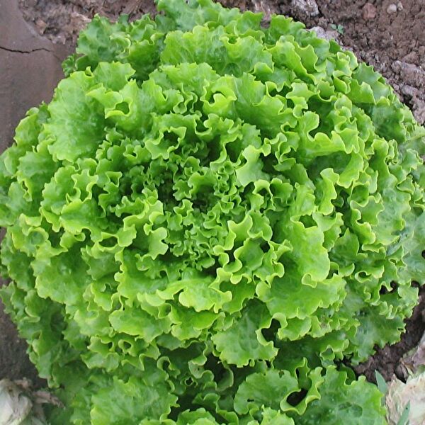 Karahasanoğlu Tarım Tohum