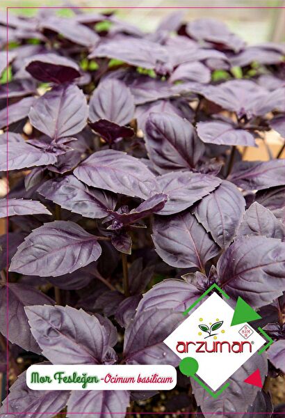 Karahasanoğlu Tarım Tohum