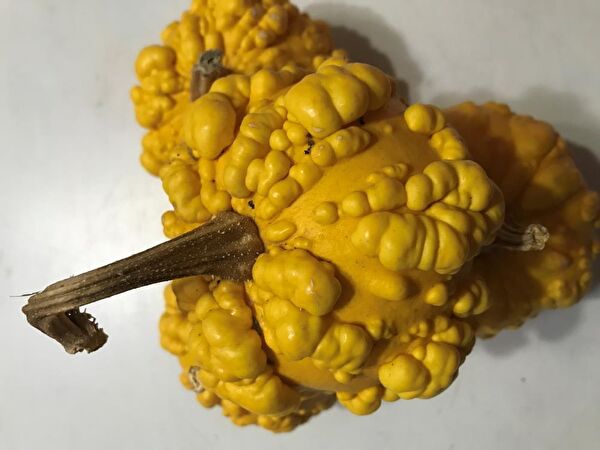 Karahasanoğlu Tarım Tohum