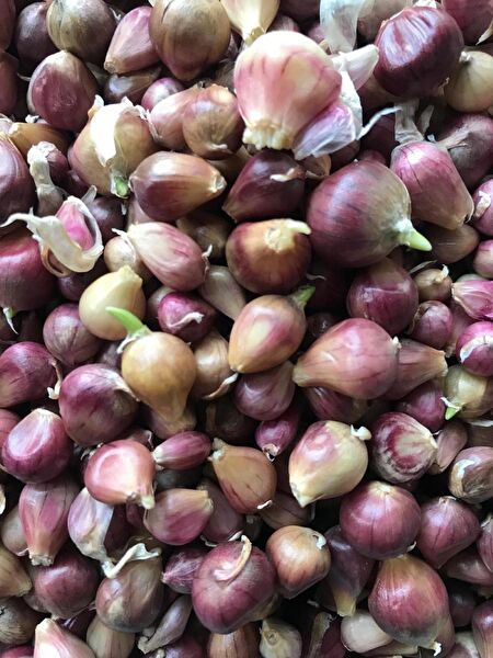 Karahasanoğlu Tarım Tohum