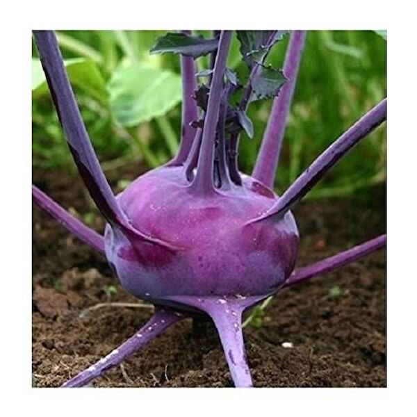 Karahasanoğlu Tarım Tohum