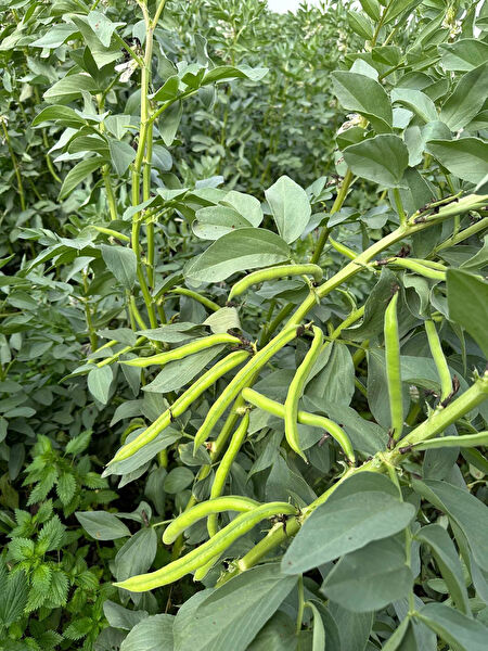 Karahasanoğlu Tarım Tohum