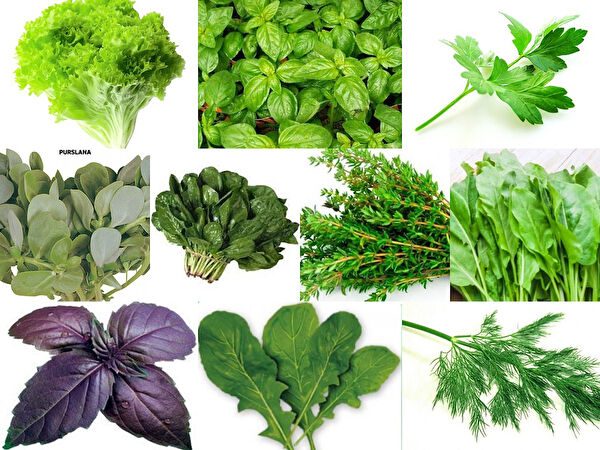 Karahasanoğlu Tarım Tohum