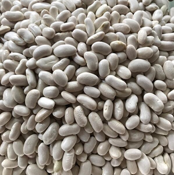 Karahasanoğlu Tarım Tohum