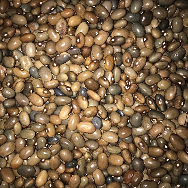 Karahasanoğlu Tarım Tohum